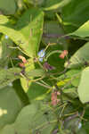 Southern catalpa